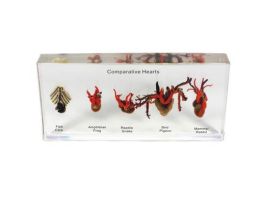 EMBEDMENT COMPARATIVE HEARTS