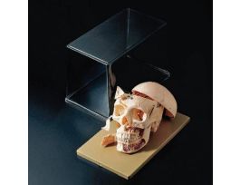 MODEL SKULL 10PRT ADV DEMO