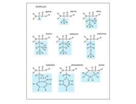 AMINO ACID - SET OF 20 MODEL SET