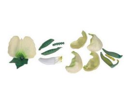 MODEL SWEET PEA FLOWER