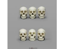 HALF SIZE MALE FEMALE SKULL SET