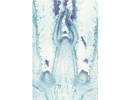 COLEUS STEM TIP (LS) QS APICAL MERISTEM