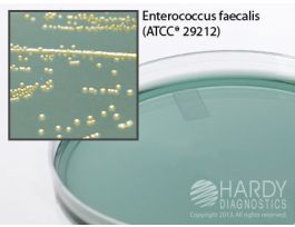 CLED AGAR 15X100 MM FOR IDENT URNE PTHGN