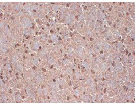 CONTACTIN ANTIBODY 100UG