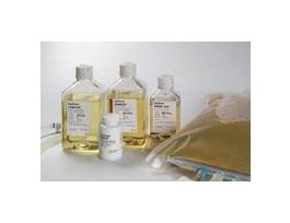 SFM4TRANSFX-293 W/OUT L-GLUT