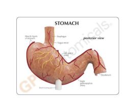MODEL BASIC STOMACH