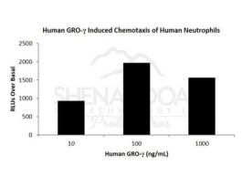HUMAN GRO-GAMMA (MIP-2 BETA/CXCL3) 1MG