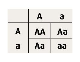 AP BIO 8 - POPUL GENET/EVOL'TN