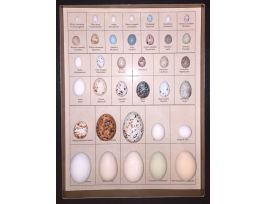 EGG REPLICAS OF NA BIRDS RIKER16 X 12