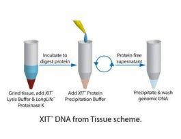 DNA GNMC FROM TISSUE KIT XIT F/10G