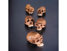 AUSTRALOPITHECUS AFARENSIS CRANIUM REST