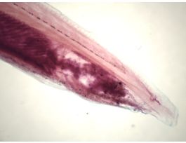 AMPHIOXUS (WM) SLIDE SMALL ADULT.