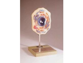 MODEL ANIMAL CELL