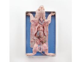 FETAL PIG 11-14 2X INJ PURE SOLN PL/10