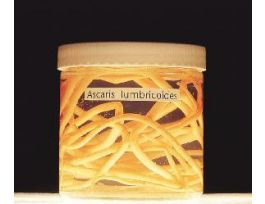 ASCARIS LUMBRICOIDES P/100 (ROUNDWORM)