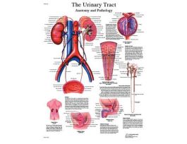 CHART URINARY