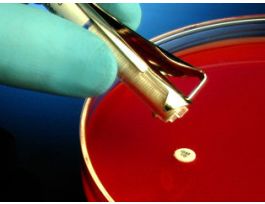 CEFACLOR CEC-30 FOR SUSPCT TSTG 1X50DISK