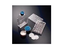 FLASK PDL 600ML CNTD VNTD CS40.