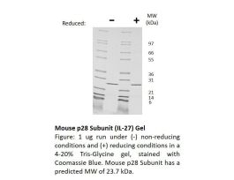 200-50AF-500UG MOUSE P28 SUB (AF)