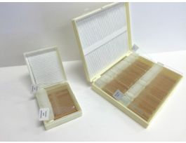 SLIDE MAST CELL CONTROL HUMAN CS100