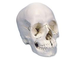 MODEL DIDACTIC SKULL 22PT