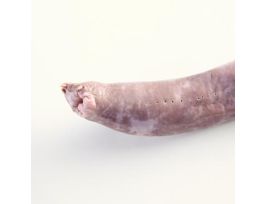 HAGFISH (POLISTOTREMA) PM VACPK/1