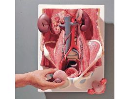 MODEL COMPREHENSIVE URINARY SYSTEM