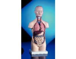 MODEL HALF-SIZE TORSO