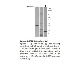 100-161-500UG HUMAN IL-17AF
