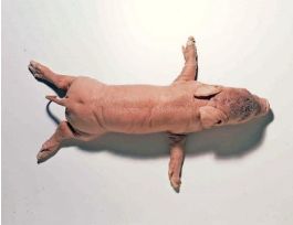 2X INJ LG EXTENDED FETAL PIG VPK/1 PM