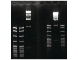 ADDITIVE AGAROSE SYNERGEL 100G F/ELP