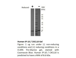 100-127-500UG HUMAN IP-10 / CXCL10
