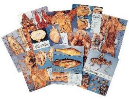 CHART GUIDE CONCISE PHOTO EARTHWORM