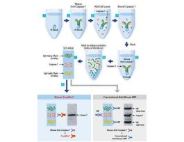 ANTI-RABBIT IGG HRP 200UL