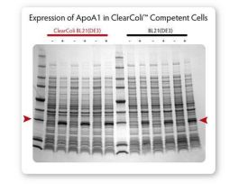 CLEARCOLI BL21(DE3)ELECTROCOMP CELLS