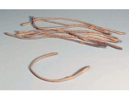 EARTHWORM 9 + PLAIN JAR/10 PRESERVED