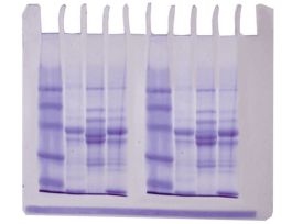 DIVERSITY OF FISH PROTEINS