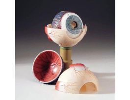 MODEL EYE
