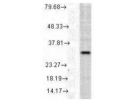 HO-1 ANTIBODY 100UG