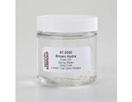 LIVE BROWN HYDRA 30 STUDENTS