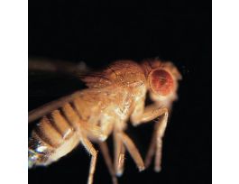 DROSOPHILA WILD TYPE MALES VIAL OF 100