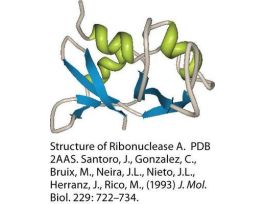 RNASE A,PANCREATIC 500MG