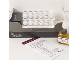 NEB PCR CLONING E1202S