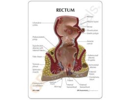 MODEL RECTUM