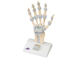 MODEL HAND SKELETON WITH CT