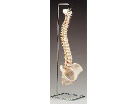MODEL STAND FOR VERTEBRAL COLUMN S