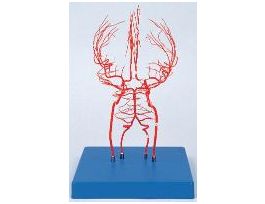 MODEL ARTERIES OF THE BRAIN