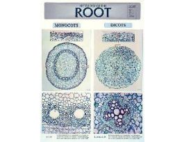 CHART WALL PLANT ROOT 46 CM X 61 CM