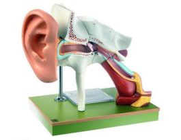 MODEL AUDITORY SYSTEM