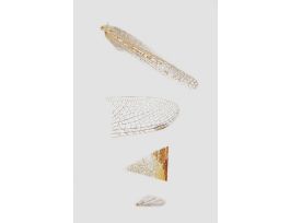 INSECT WINGS 4 TYPES WM WARDS ITEM